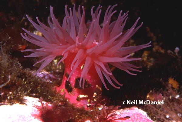 Photo of Aulactinia vancouverensis by <a href="http://www.seastarsofthepacificnorthwest.info/">Neil McDaniel</a>